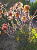 'Rusty Young'